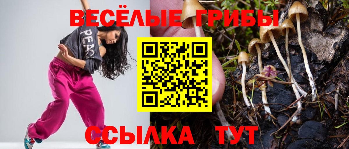 Псилоцибиновые грибы Psilocybe Ленинск-Кузнецкий